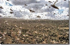 insect attack (19)