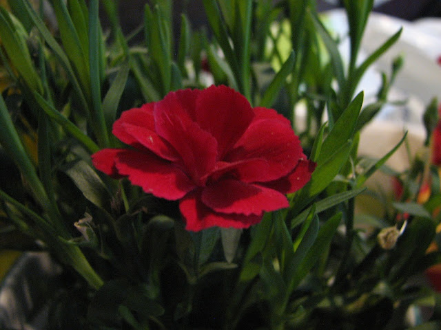 Red-Flower-Old-Canon-Powershot-5megapixel