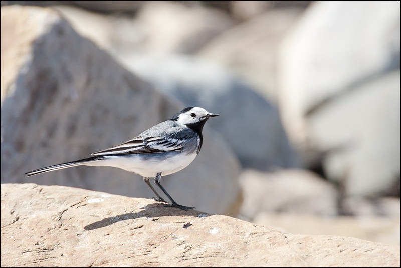 Pied Wagtail