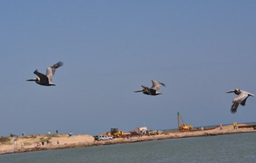 DSC_0101 (2)