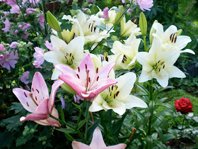 pink and cream lilies