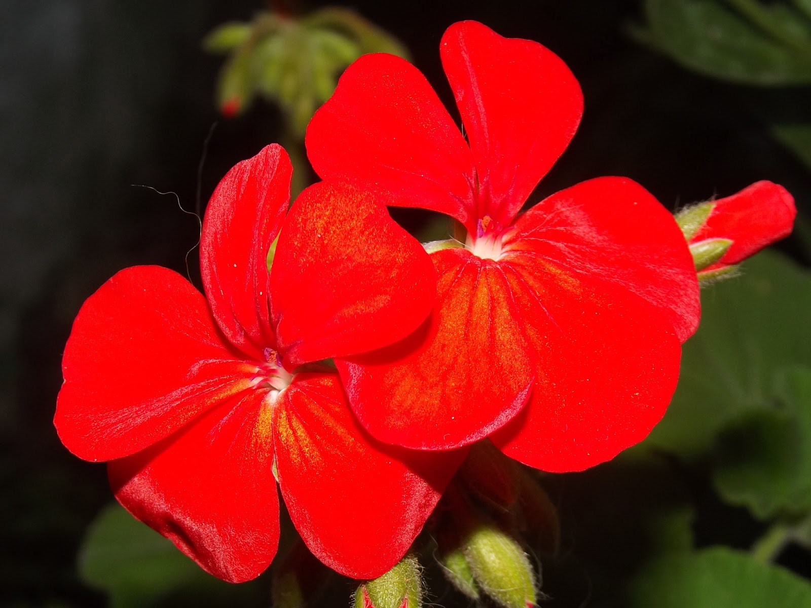 Flor de Pelargonium hortorum «malvón» color rojo