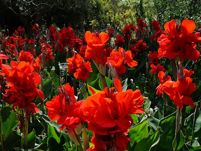 [最も人気のある！] 赤い 大きい 花 121395-赤い 大きい 花