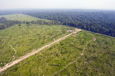 La deforestación arrasó con 29 millones de hectáreas en la amazonía en los últimos 17 años 