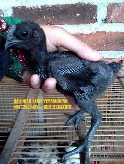 Ayam Cemani Asli