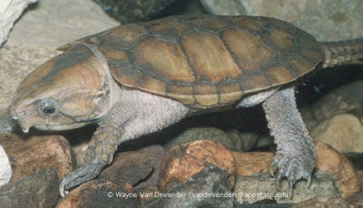 12 Spesies Kura-kura Unik dan Langka di Dunia