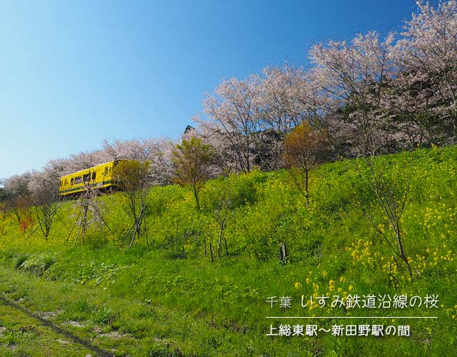 いすみ鉄道沿線の桜☆新田野桜街道