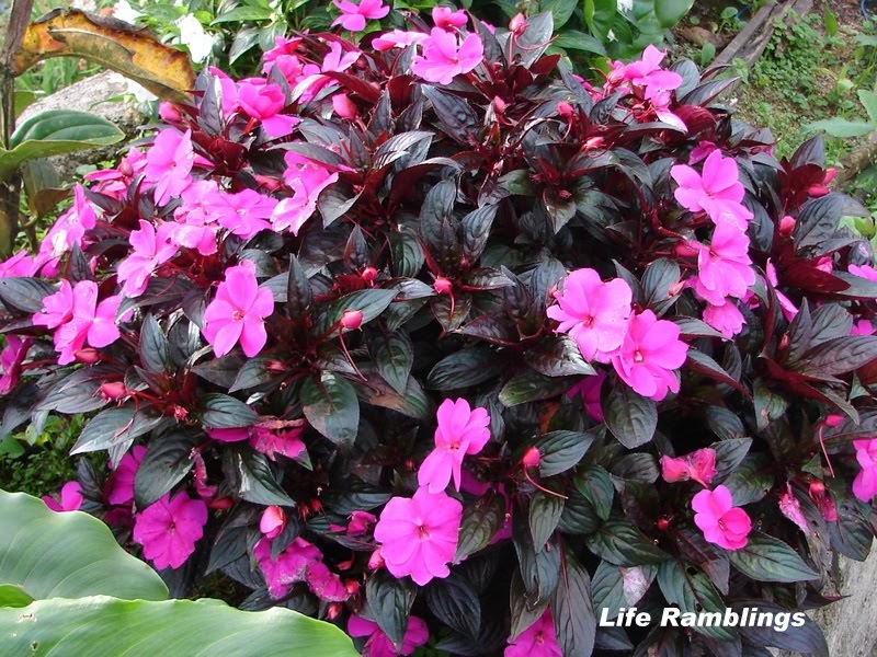 Life Ramblings Today's Flowers Impatiens