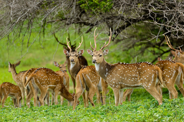 Spottes deer chital images HD - Chital animal photos - chital spotted deer pics - spottes deer axis animal picture gallery 2017 - chital in forest