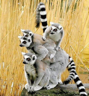 lemuri del madagascar