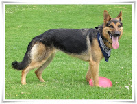 German Shepherd Animal Pictures