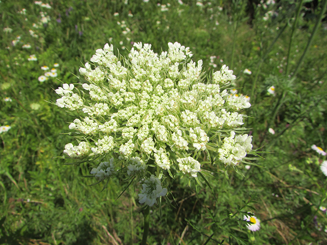 Queen Anne's Lace - An Effective Remedy Against Skin and Cervical Cancer