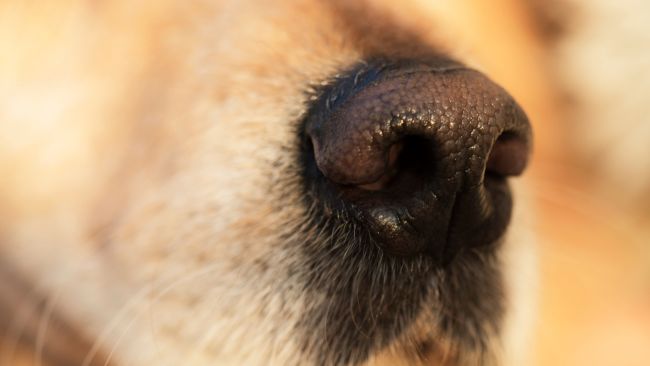 Why Does a Dog’s Nose Turn Color?