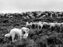 cães de pastoreio