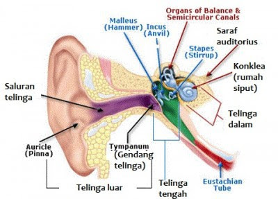  Proses mendengar diawali dari telingan luar menangkap gelombang suara yang diubah menjadi Nih  Fungsi Bagian-bagian Telinga Manusia