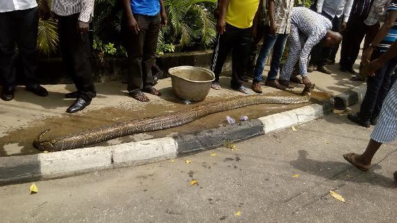 Huge Python Killed At Opebi, Ikeja