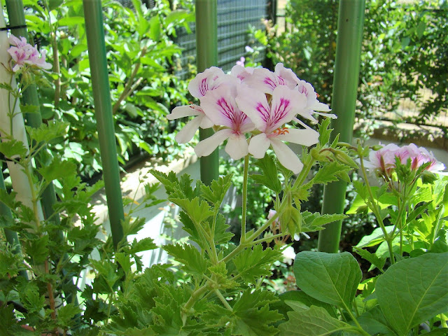 Geranio citronela (Pelargonium citronellum J. JA Van der Walt).