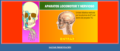 http://www.ceiploreto.es/sugerencias/averroes/manuelperez/udidacticas/udanatomia/nervioso/index.htm