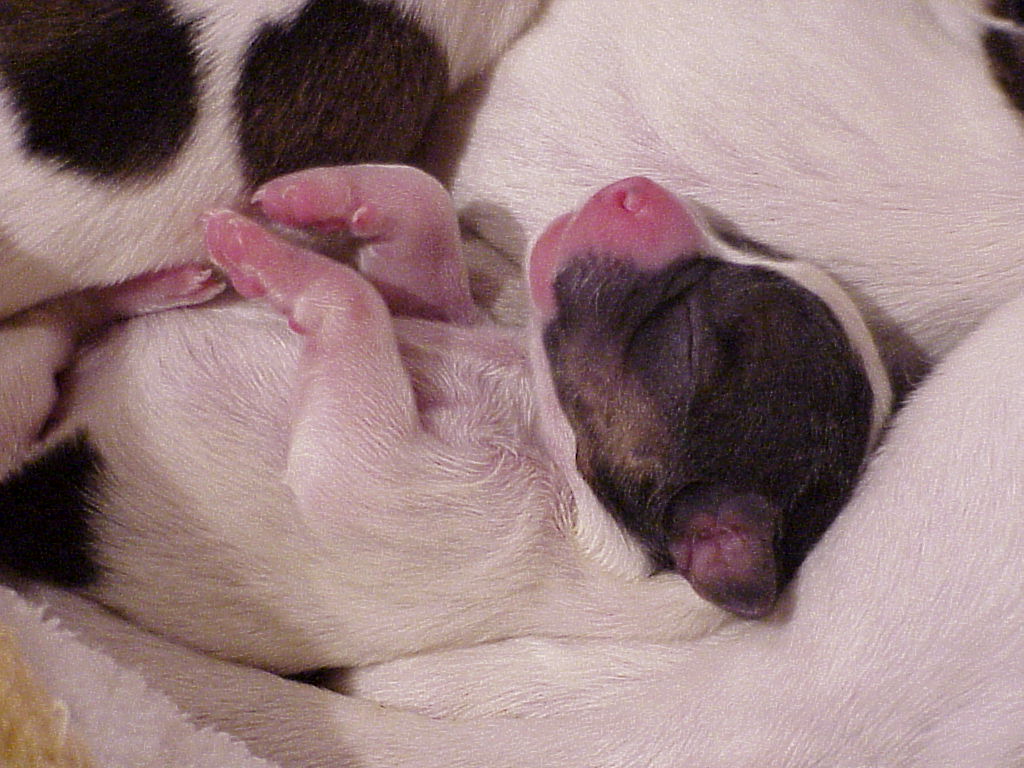 Newly_born_cute_puppy_with_pink_nose