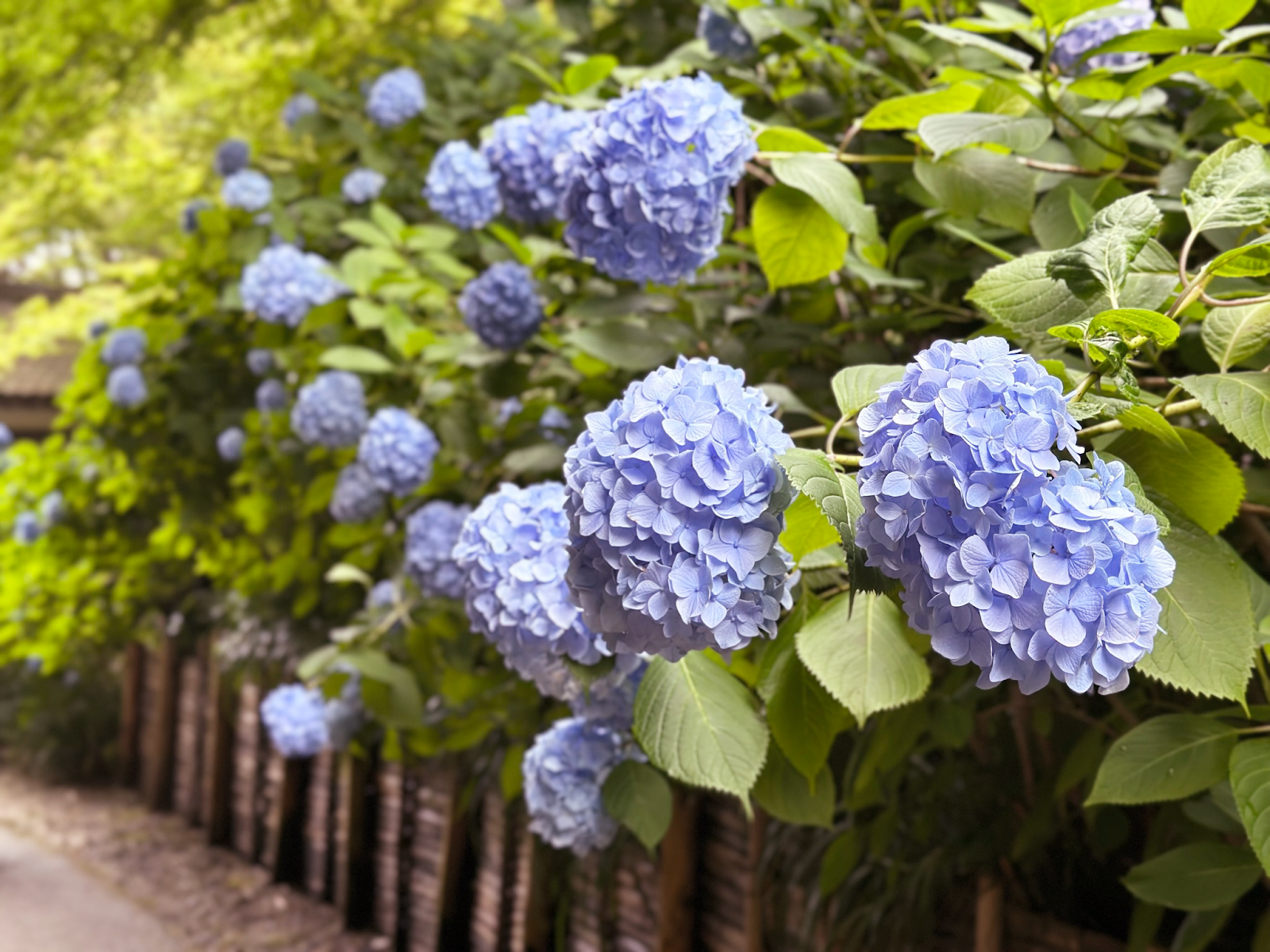 北鎌倉明月院繡球花