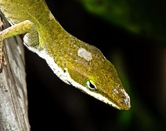 Cameleon Close Up