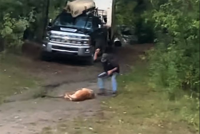Homem atacamente um puma para salvar seu cachorro