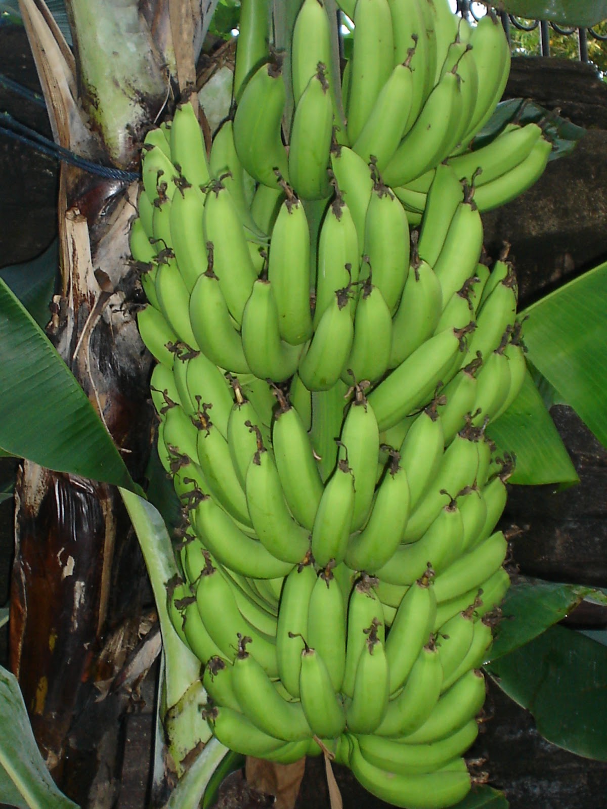Hasiat buah  pisang  gerobak tanah tua