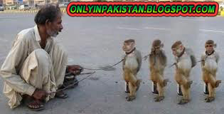 Funny Pakistani monkey dance show