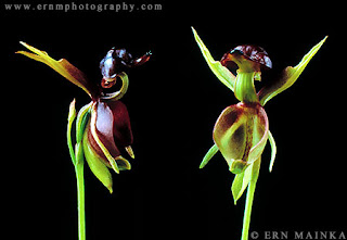 澳洲特產飛鴨蘭（Flying Duck Orchid）by Luis