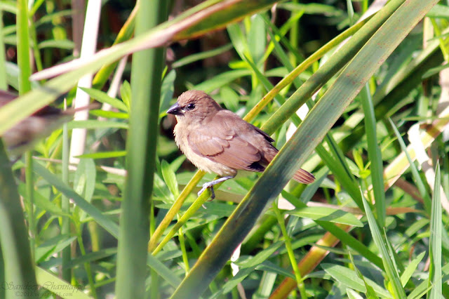 Juvenile Scaly-breasted Munia