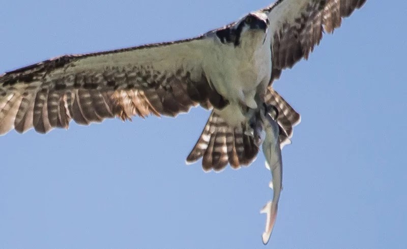 Rare Photograph Of Bird Catching A Shark That Was Catching A Fish!