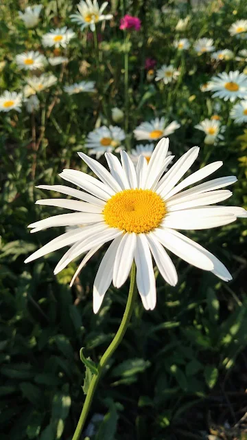 Dicas e cuidados sobre a flor Margarida