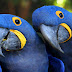 Arara-azul-grande (Anodorhynchus hyacinthinus)