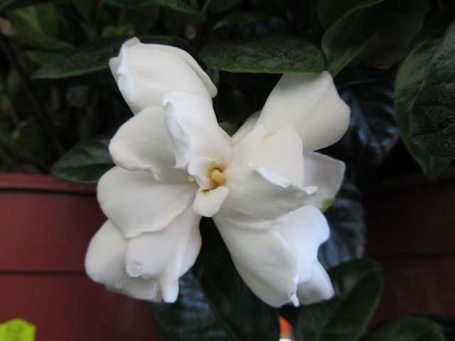 Fiore Gardenia jasminoides