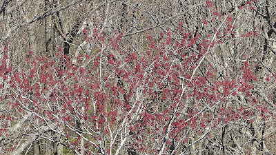 Red maple buds in spring