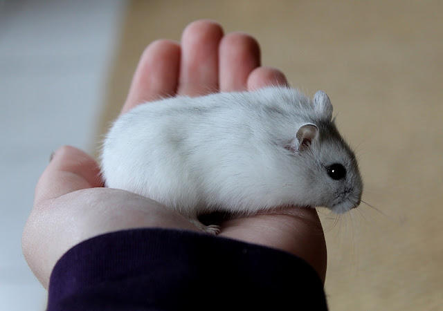 cam-nang-cach-nuoi-cham-soc-hamster-winter-white-ww-chuot-canh