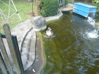 duck swimming in  pond