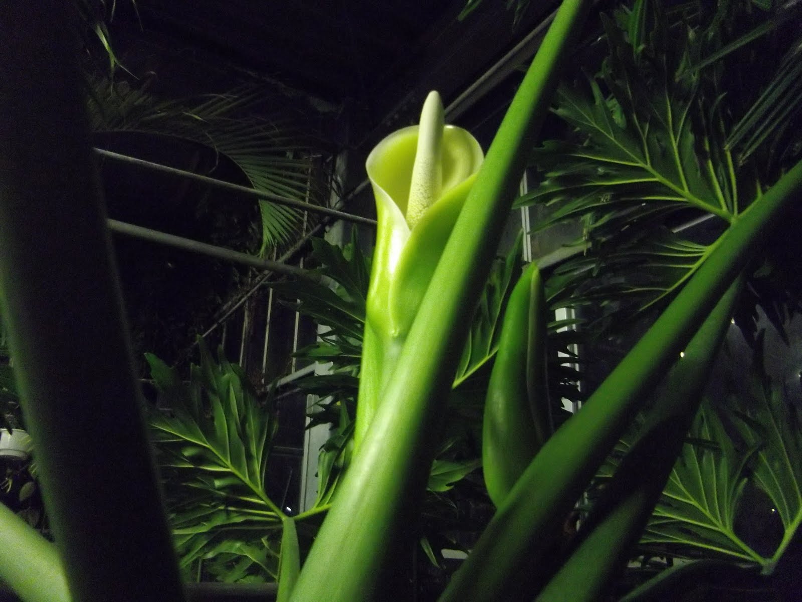 最高かつ最も包括的なセローム 花 最高の花の画像