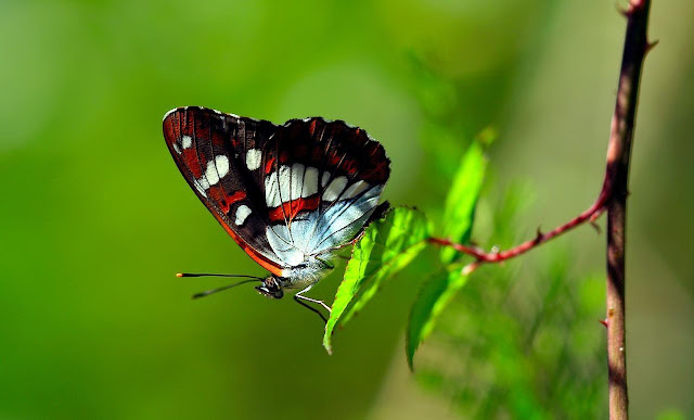 Green Beauty Pictures