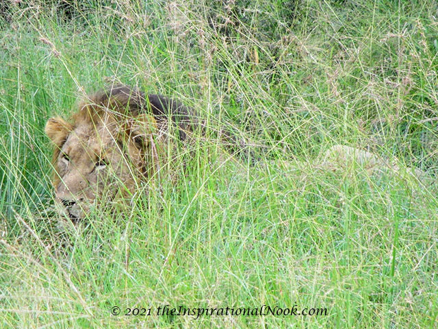 Lion, safari, Mosetlha Bush Camp, Madikwe Game Reserve, South Africa