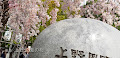 上野公園と不忍池の桜