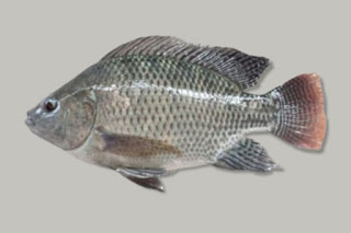 Ikan Nila GIFT