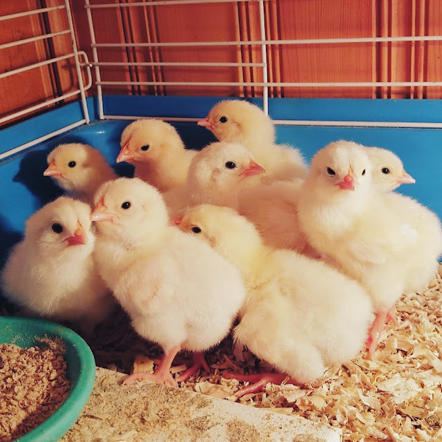 baby chicks, how to hatch baby chicks, how to hatch chickens using an incubator