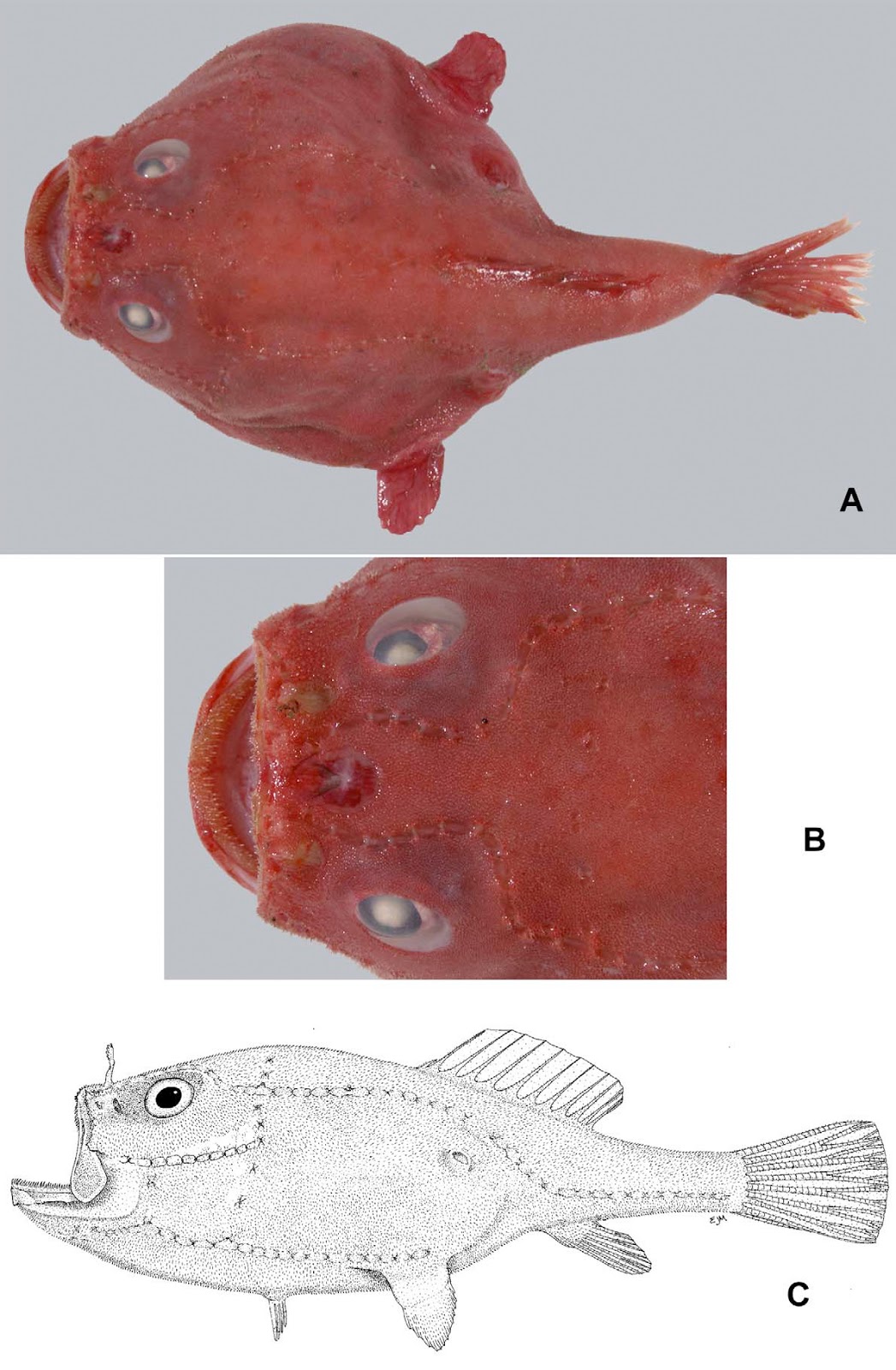 Sciency Thoughts: Four new species of Angler Fish from New Zealand.