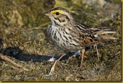 Savannah Sparrow D7K_1324 NIKON D7000 June 21, 2011