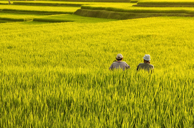 Inilah Negara dengan Pertanian Terbaik di Dunia – Mungkinkah Indonesia
Termasuk didalamnya?