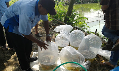 Hasil gambar untuk TRANSPORTASI IKAN HIDUP