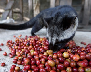 kopi luwak enak, jual kopi luwak, info kopi luwak, kopi luwak bandung