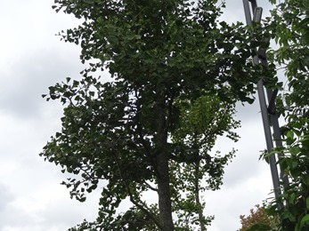 2017.07.12-009 ginko biloba