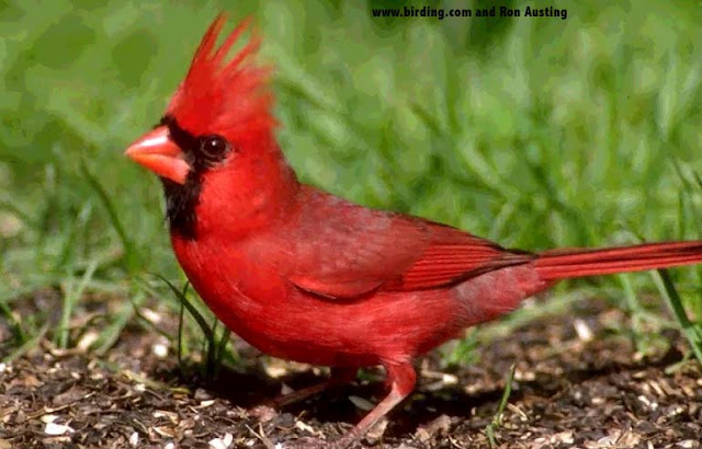 Cardinals The Bird Information